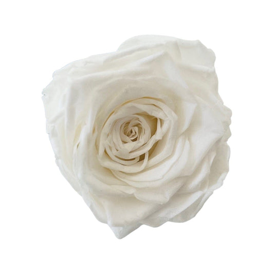 Long Stem rose with white hat box - White.