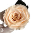 Long Stem rose with white hat box - Champagne.